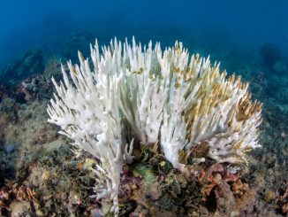Com a perda da coloração, os corais exibem o esqueleto calcário, tornando-se vulneráveis. Foto: Projeto Coral Vivo/Divulgação