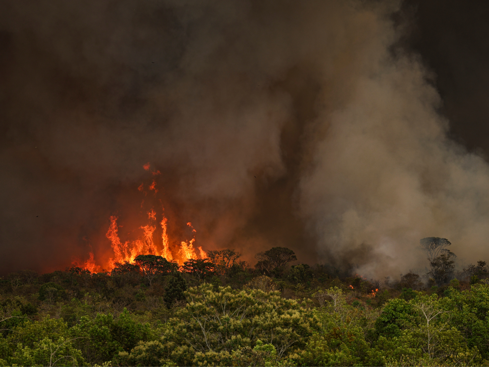 Brasília (DF), 16/09/2024 - Grandes focos de incêndio atingem áreas do Parque Nacional de Brasília. Foto: Marcelo Camargo/Agência Brasil Brasília (DF), 16/09/2024 - Grandes focos de incêndio atingem áreas do Parque Nacional de Brasília. Foto: Marcelo Camargo/Agência Brasil