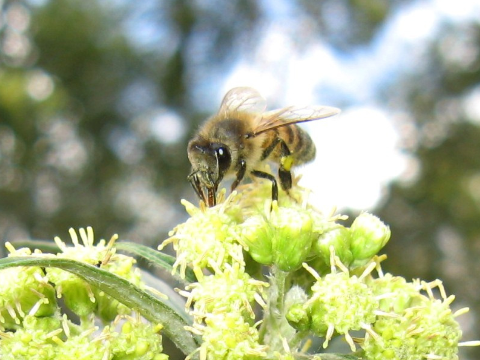 Espécies exóticas estão entre as cinco principais causas de perda de biodiversidade. Na foto, a abelha-africanizada (Apis mellifera). Crédito: Christopher T. Blum/Divulgação